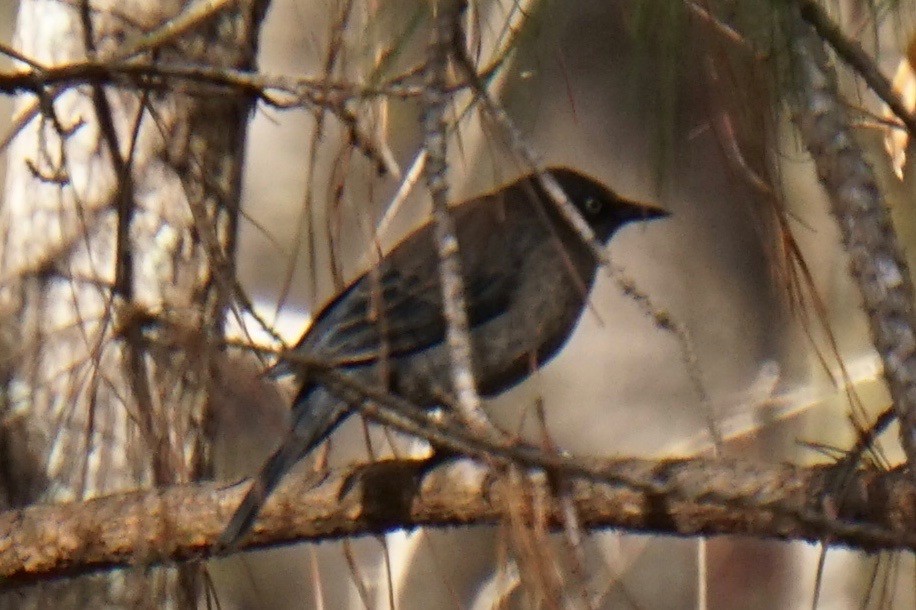 Rusty Blackbird - ML41521121