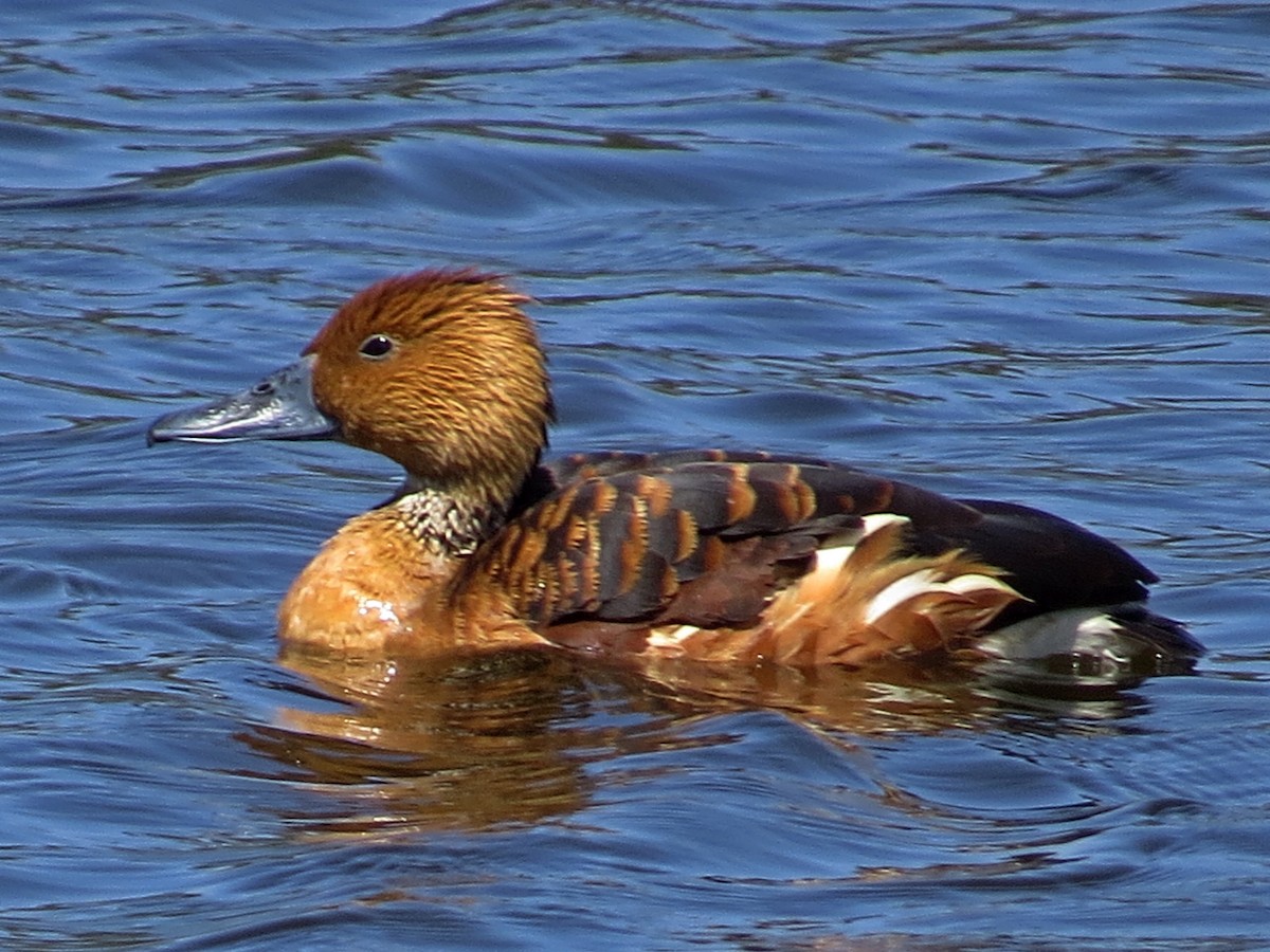 Fulvous Whistling-Duck - ML415211701