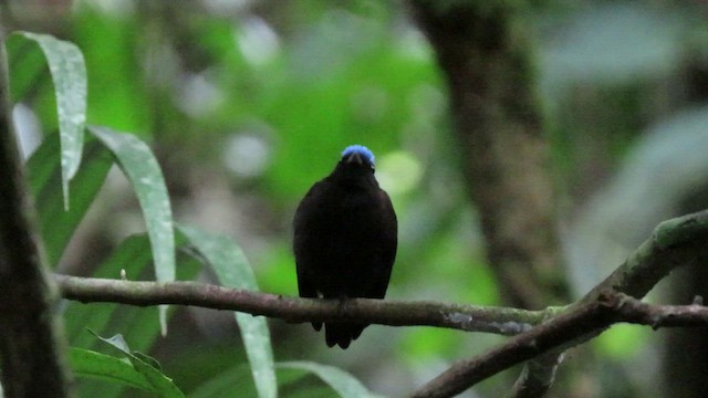 Blue-capped Manakin - ML415212531