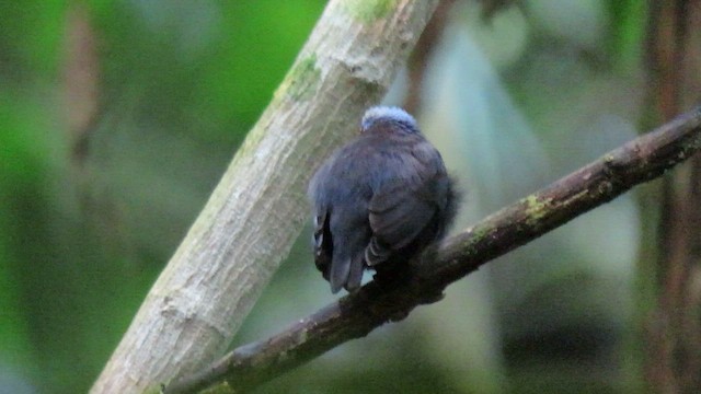 Manakin à tête bleue - ML415212551