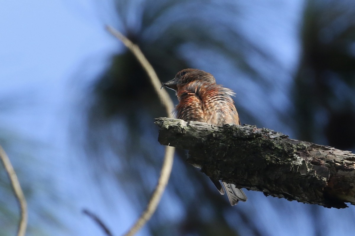 Red Crossbill (Central American or type 11) - ML415212621