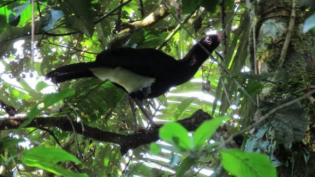 Salvin's Curassow - ML415212981