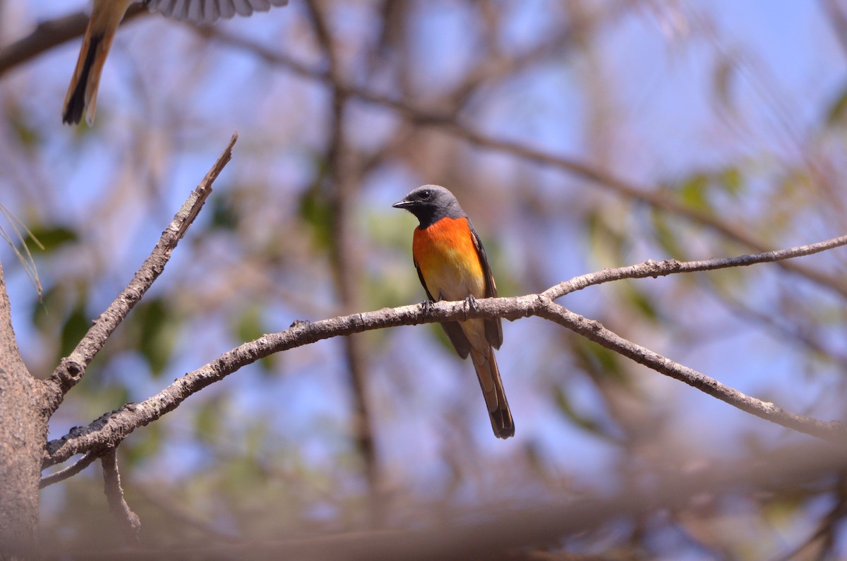 Minivet oranor - ML41521311