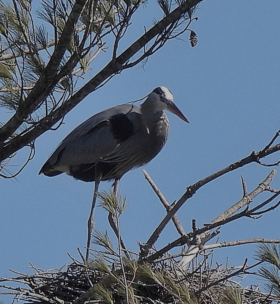 Great Blue Heron - Sandy Sanders