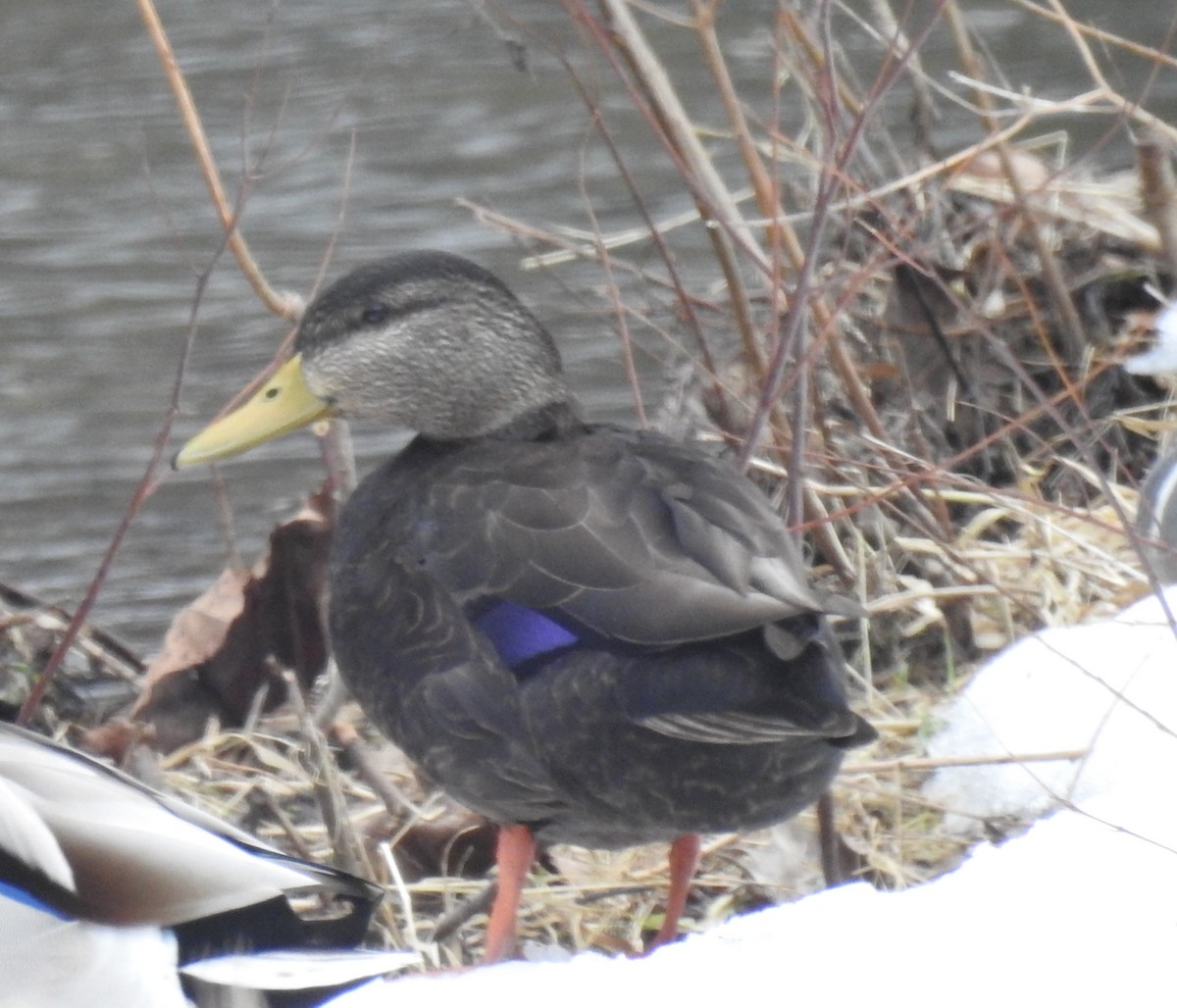 American Black Duck - ML415214561