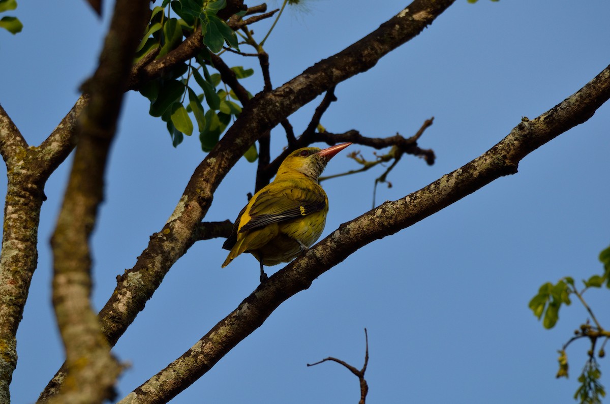 Indian Golden Oriole - ML41521461