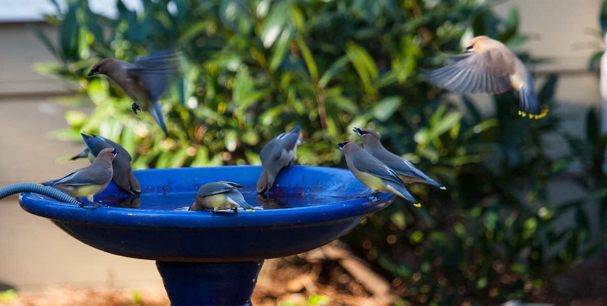 Cedar Waxwing - ML415214781