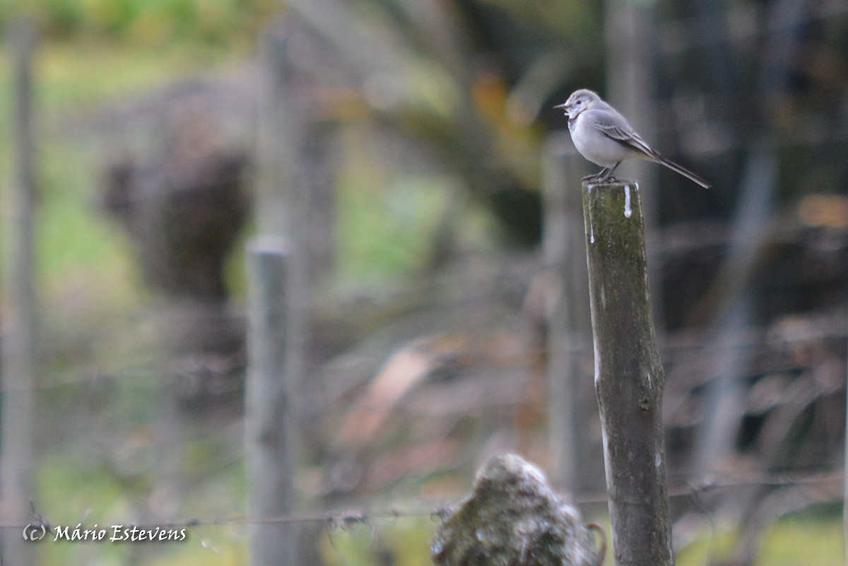 White Wagtail - Mário Estevens