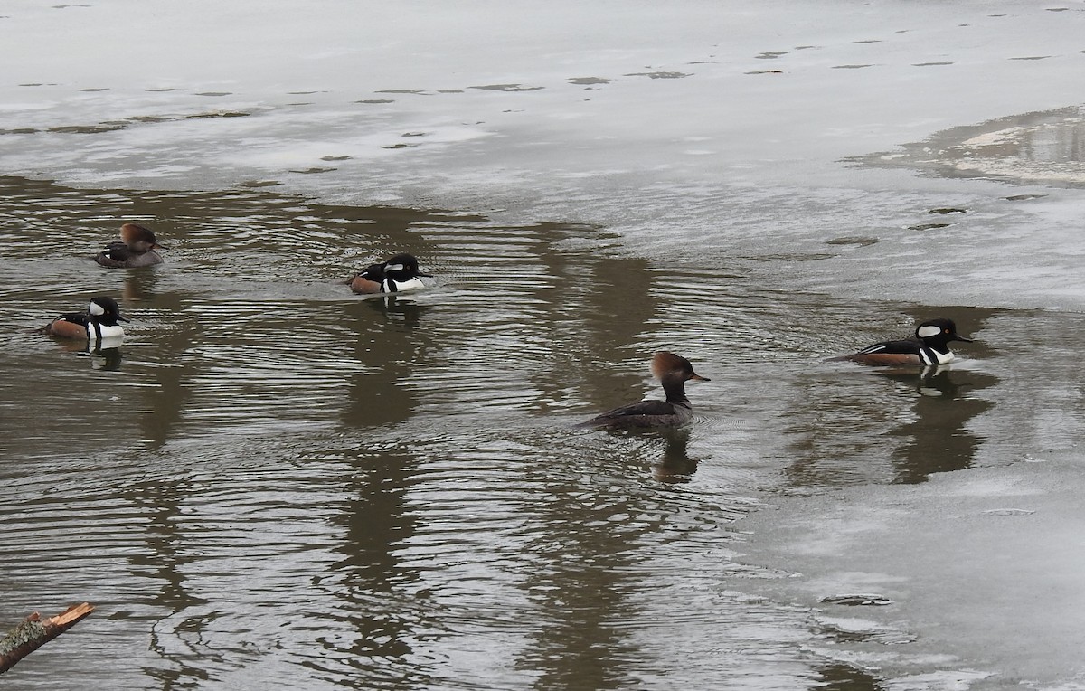 Hooded Merganser - ML415215141