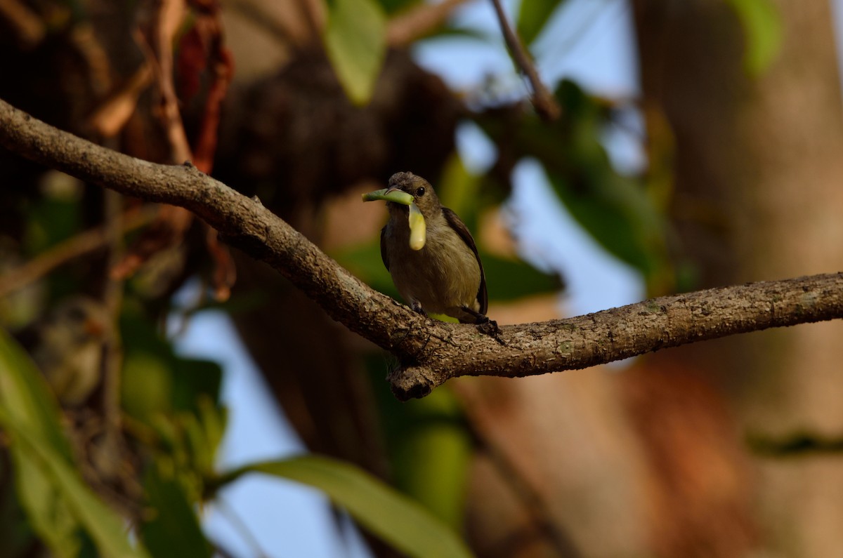 Pale-billed Flowerpecker - ML41521541