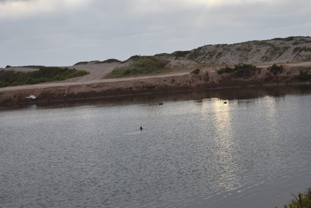 Common Gallinule - ML415215961