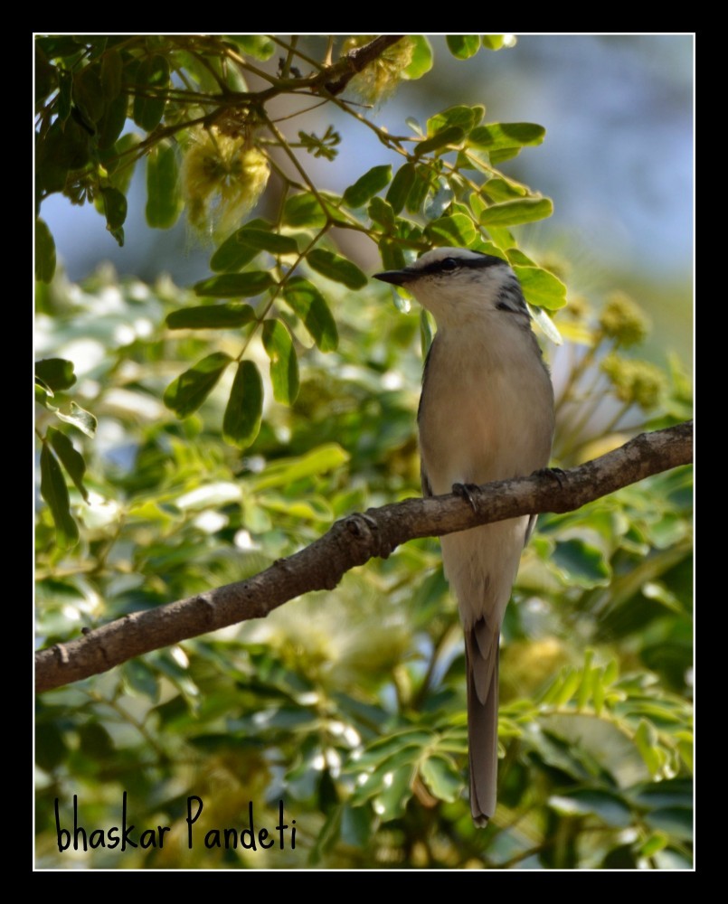 Brown-rumped Minivet - ML41521911