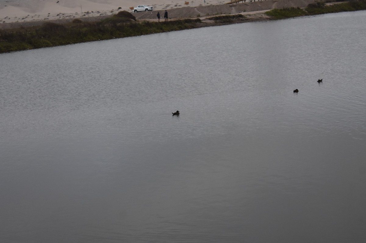 Lake Duck - Fernando  Pizarro