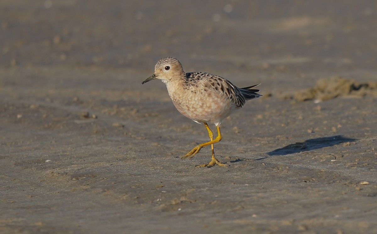 Buff-breasted Sandpiper - ML415224311