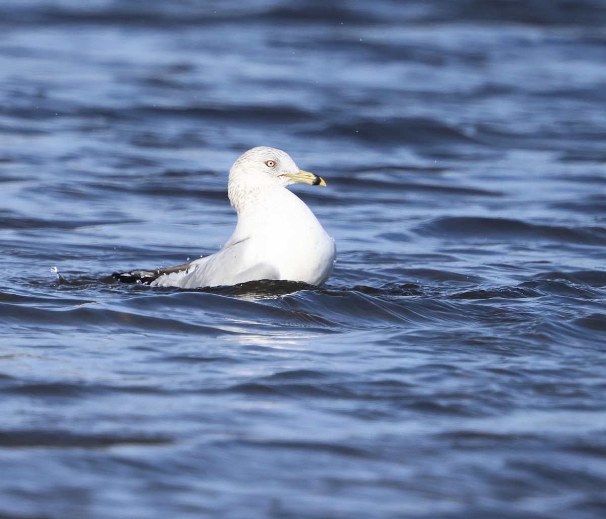 Ring-billed Gull - ML415225331