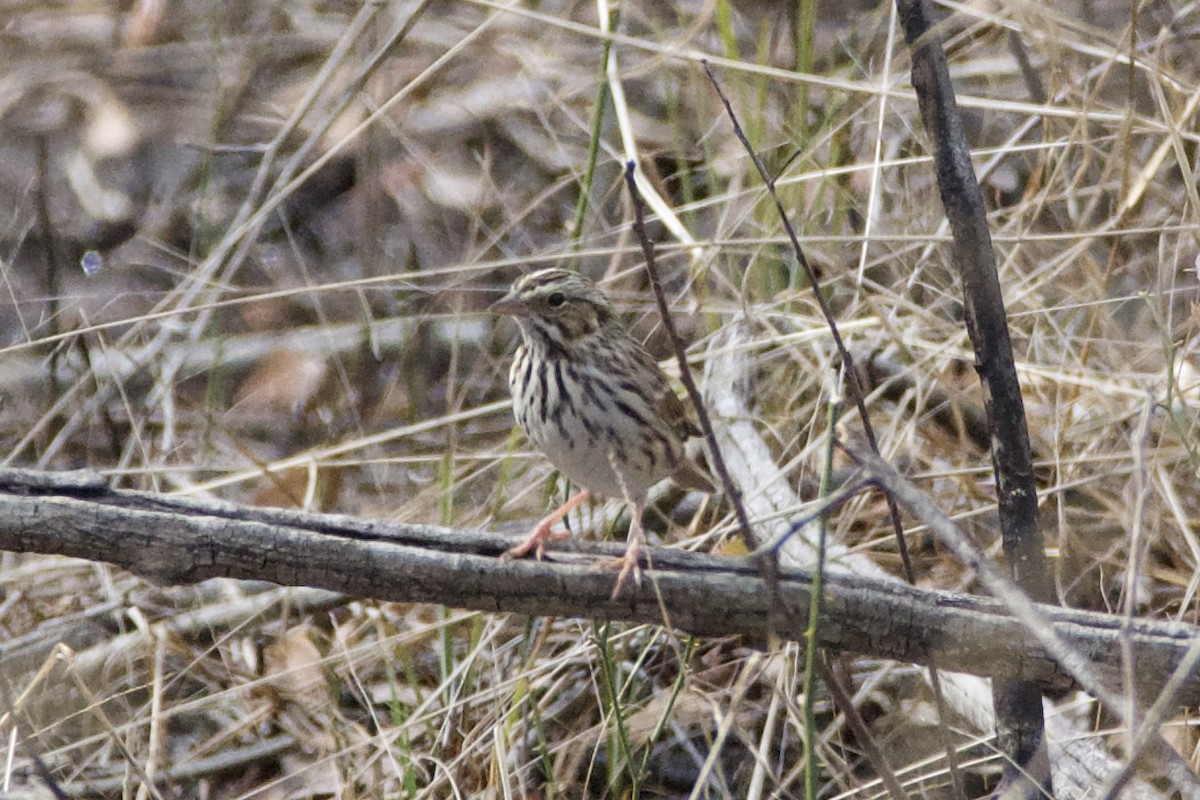 Savannah Sparrow - ML415226061