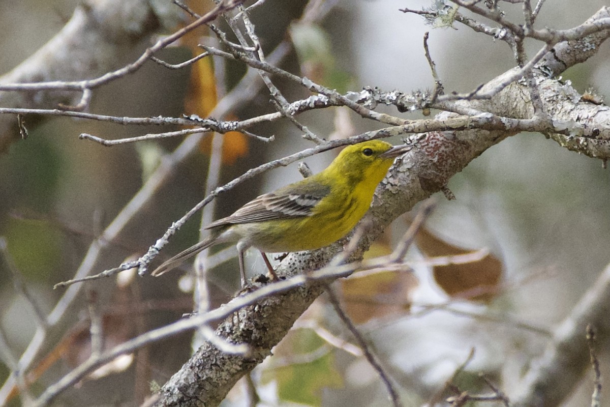 Pine Warbler - ML415226101