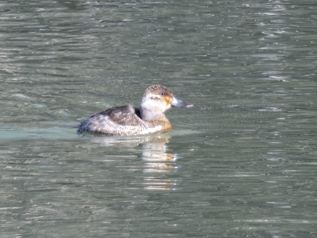 Ruddy Duck - ML415227291