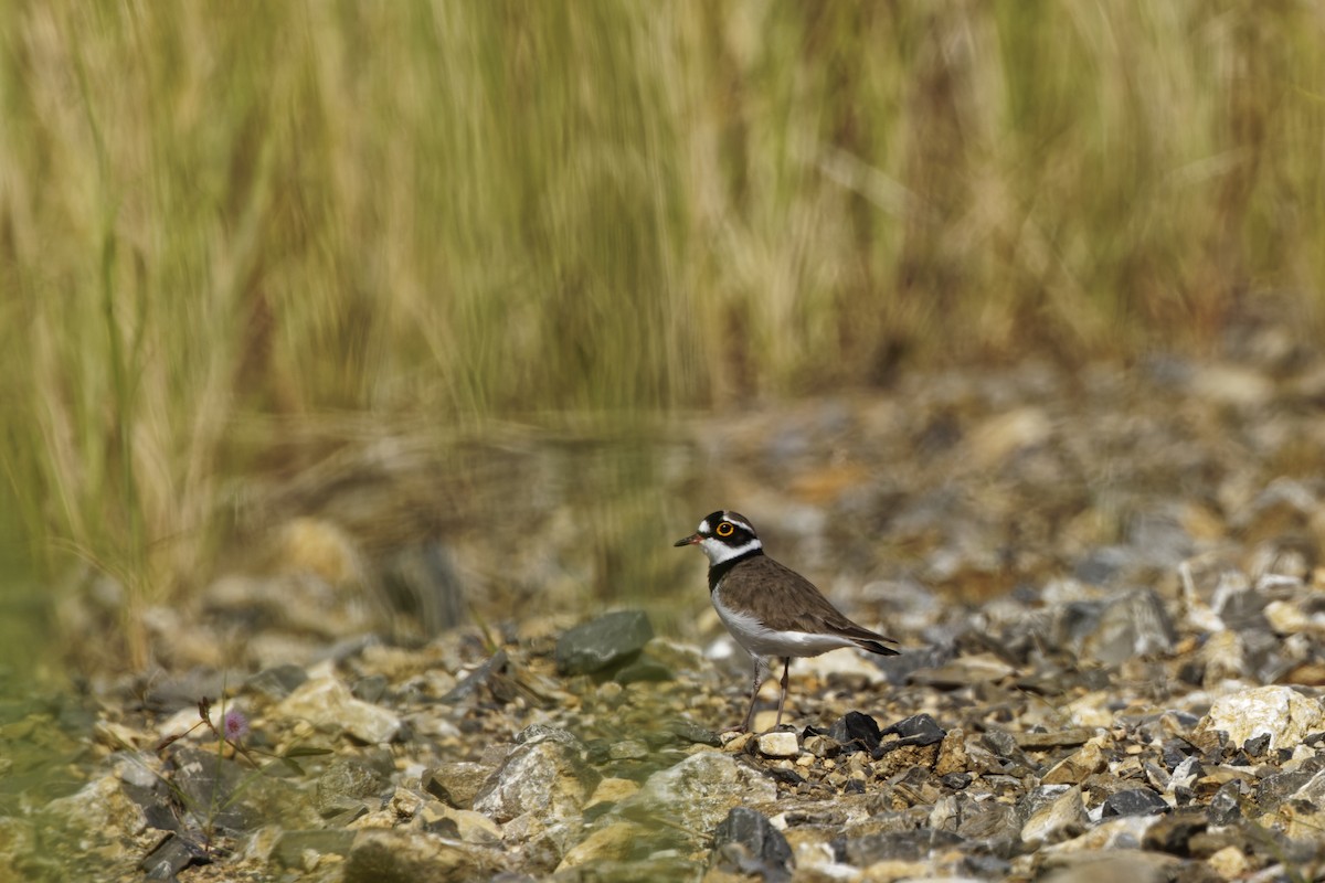 Little Ringed Plover - ML415228271