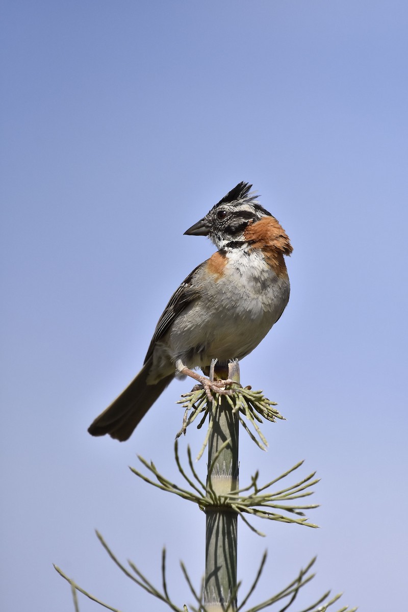 Rufous-collared Sparrow - ML41522851