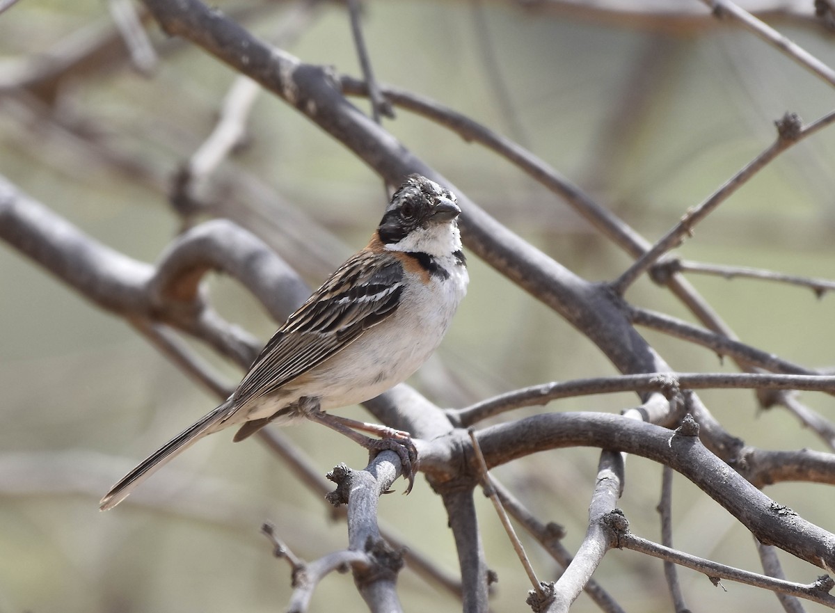 Rufous-collared Sparrow - ML41522861