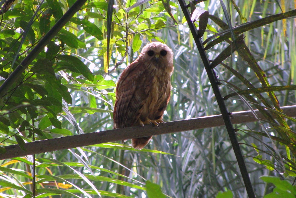 Rufous Fishing-Owl - ML41522911