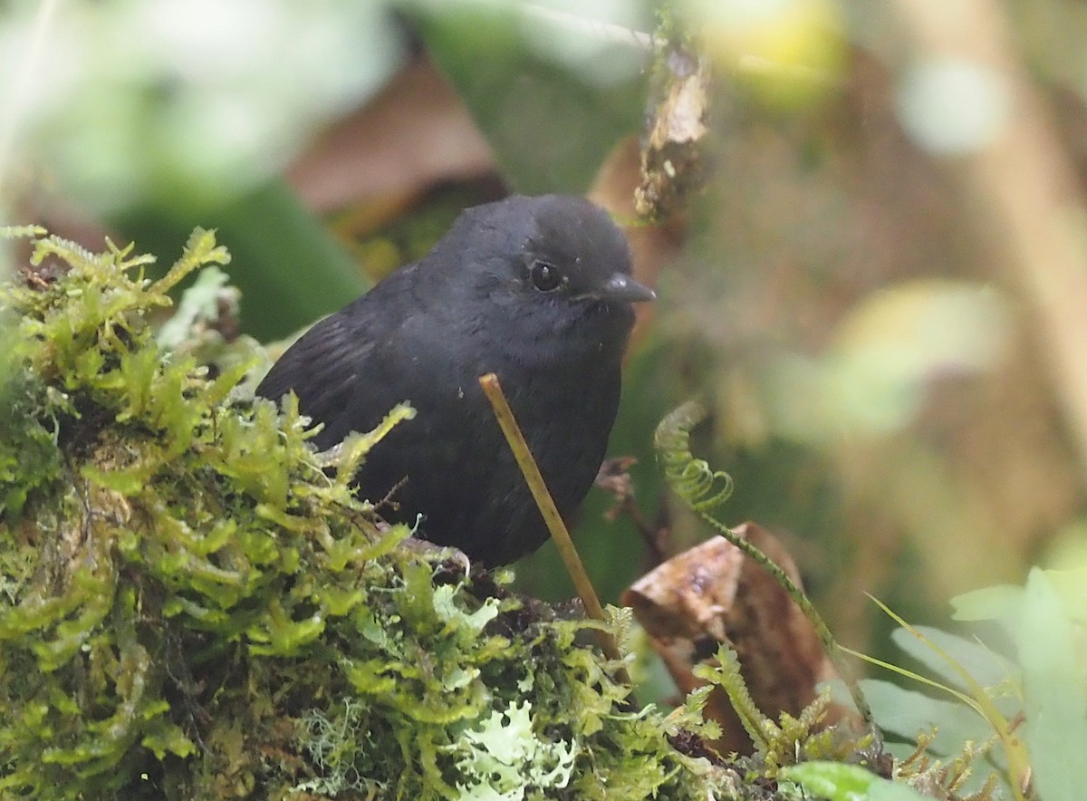 Utcubamba Tapaculo - ML415229561