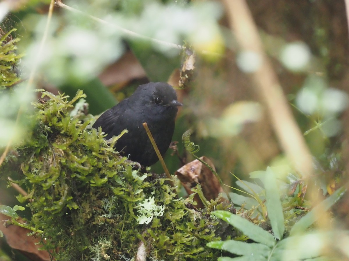 Utcubamba Tapaculo - ML415229611