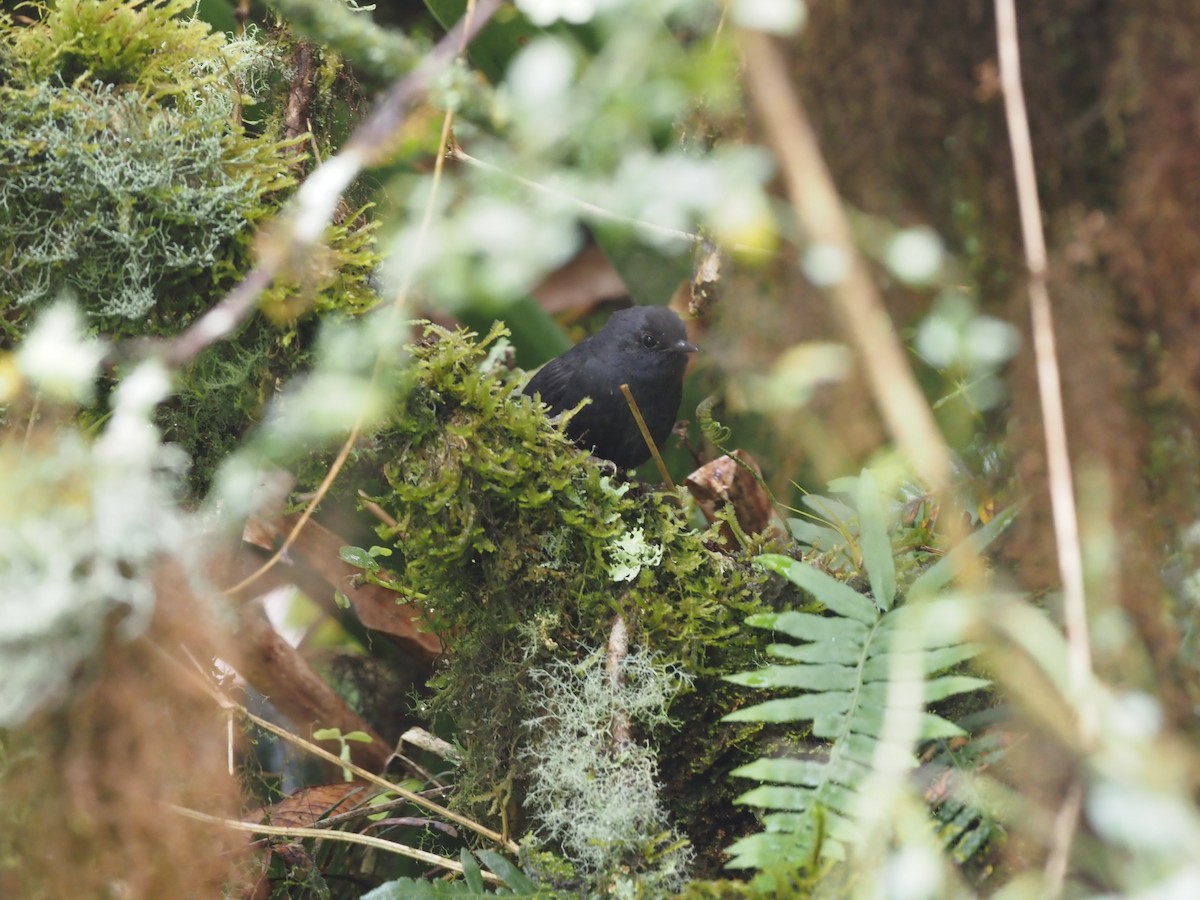 Utcubamba Tapaculo - ML415229681