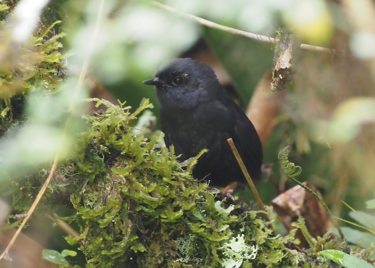 Utcubamba Tapaculo - ML415229821