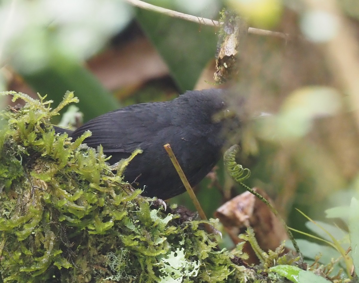 Utcubamba Tapaculo - ML415229981