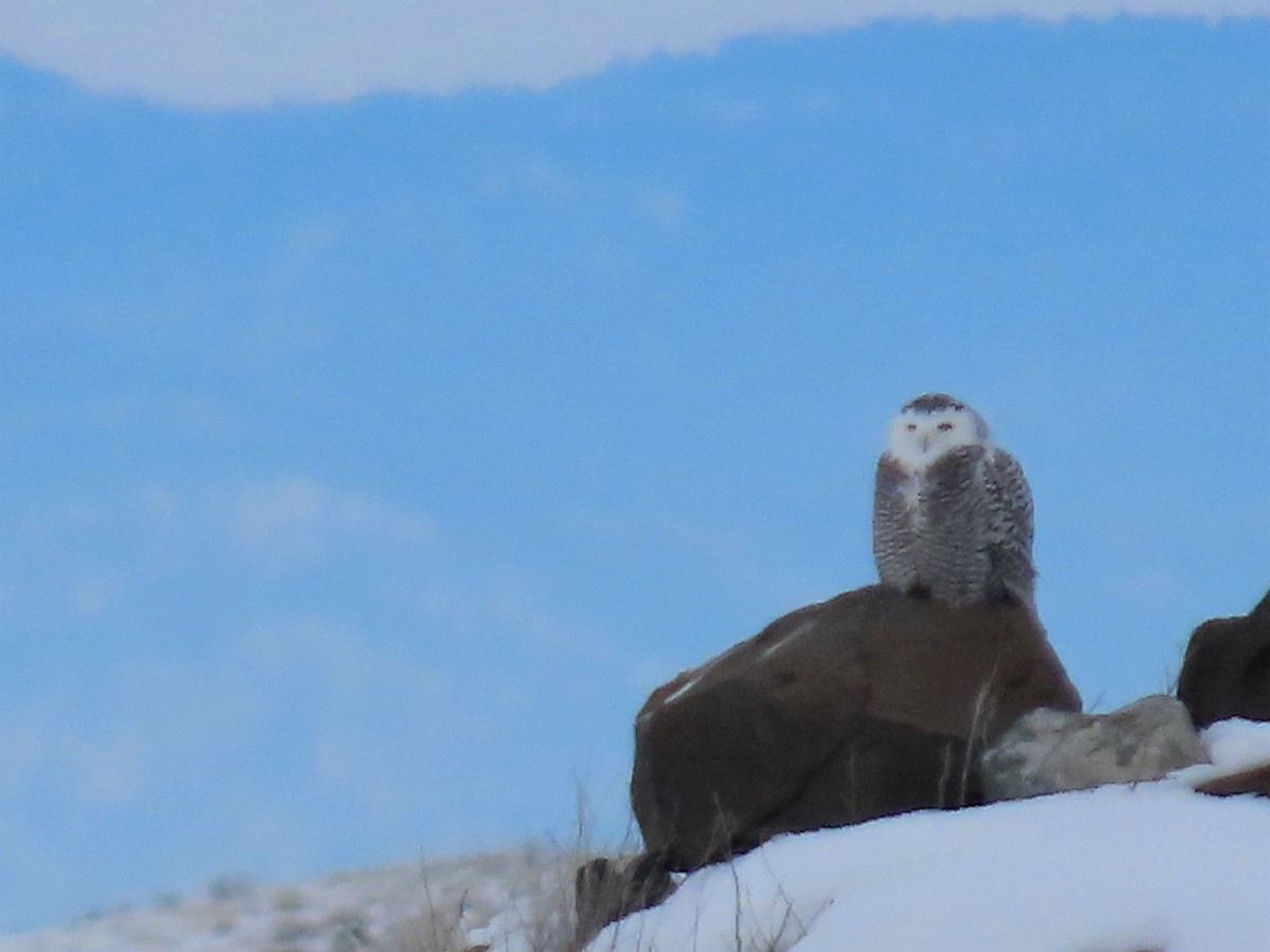 Snowy Owl - Jon Houghton