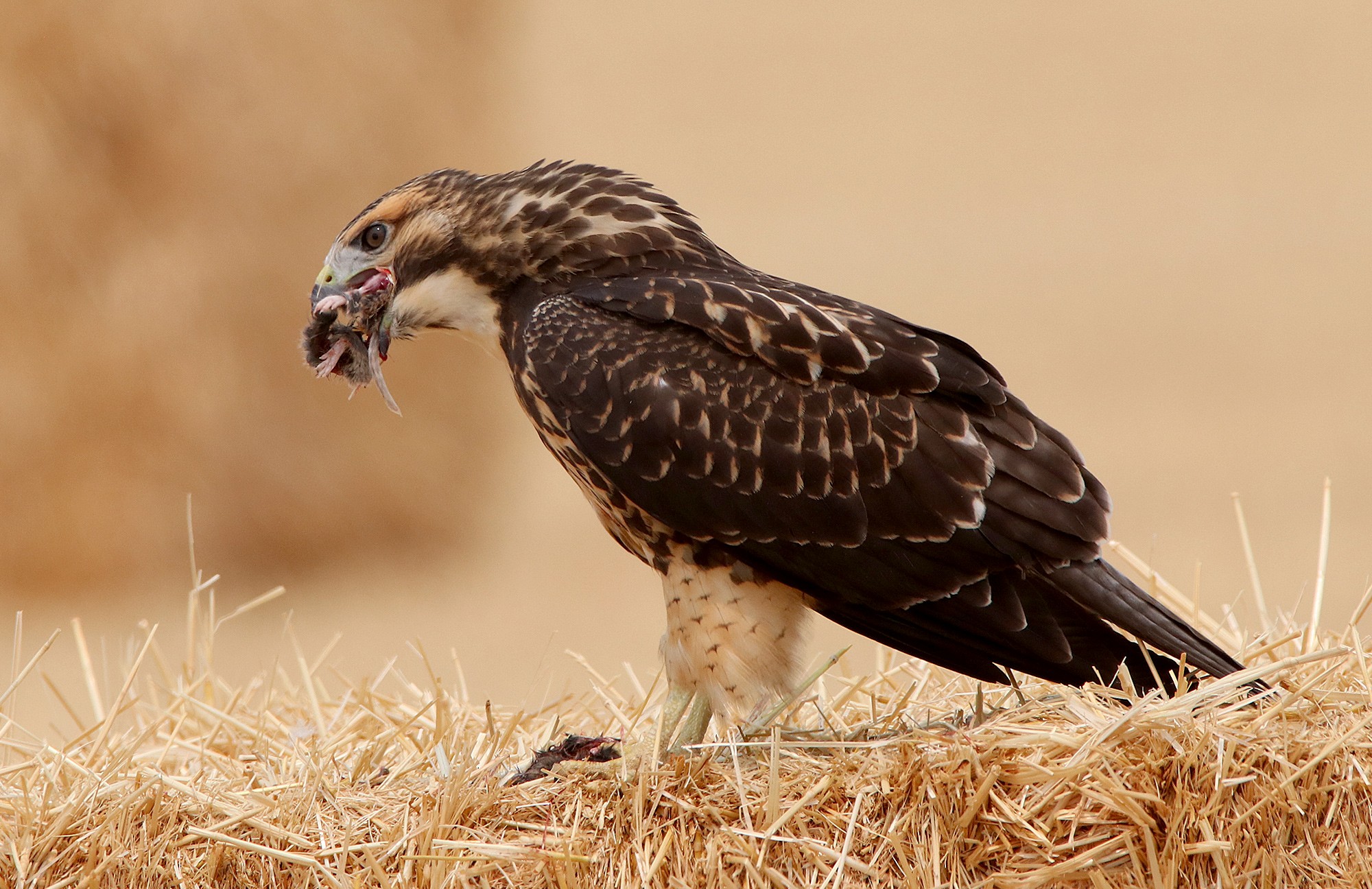 Swainson's Hawk