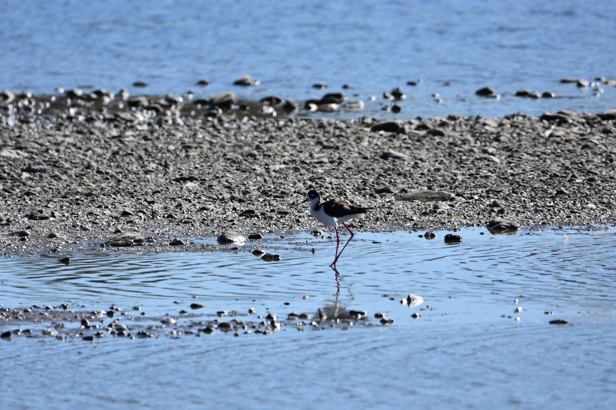 Black-necked Stilt - ML415230371