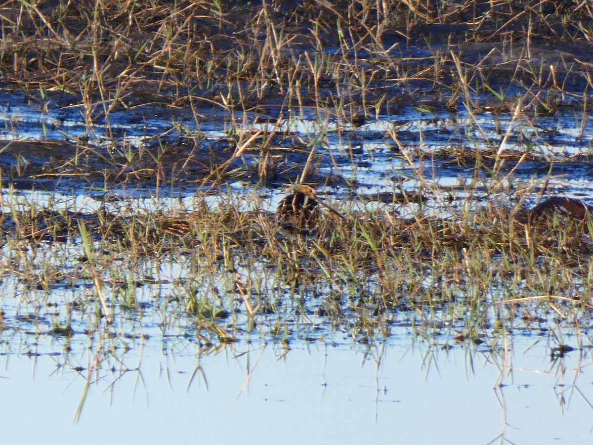 Wilson's Snipe - ML415231071