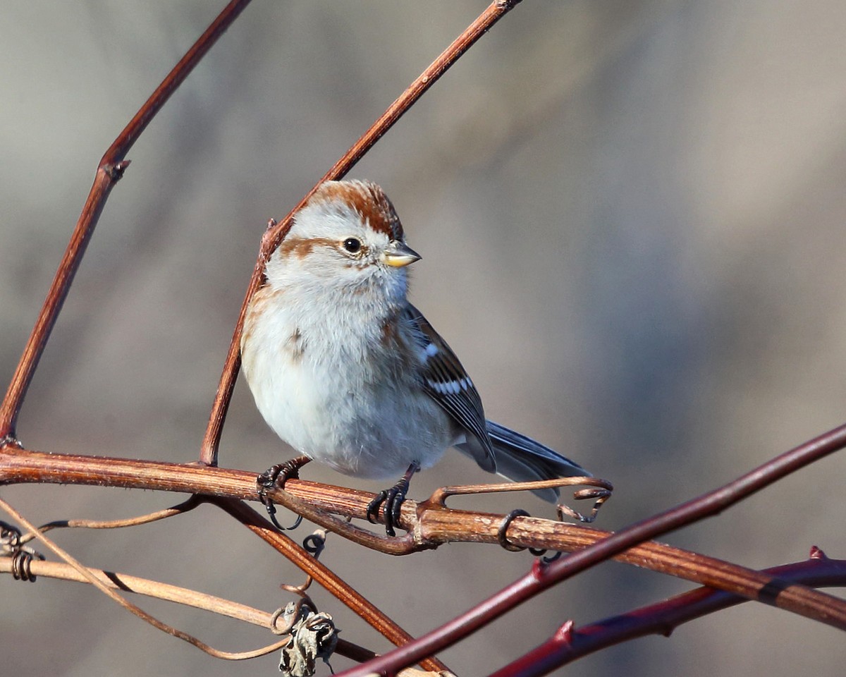 American Tree Sparrow - ML415231511