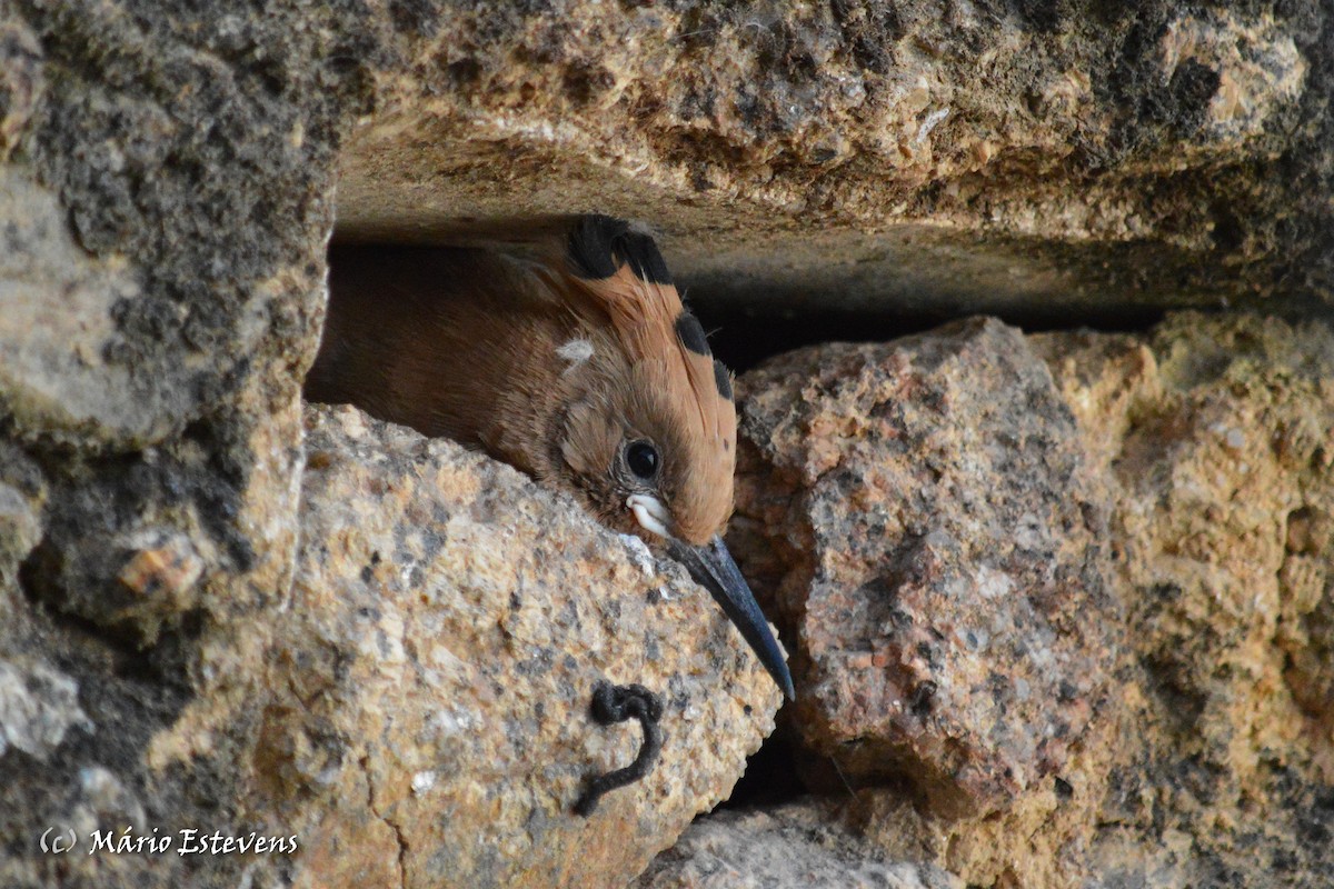 Eurasian Hoopoe - ML41523251