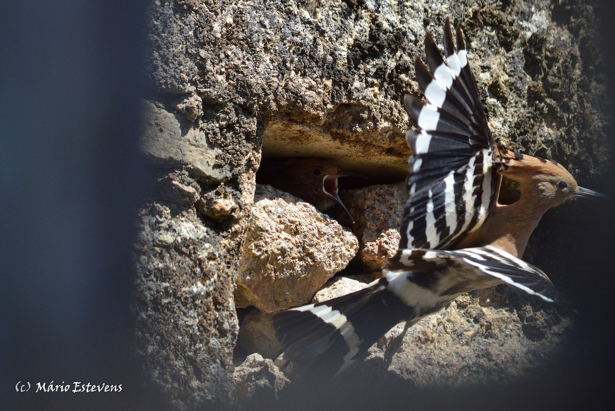 Eurasian Hoopoe - ML41523271