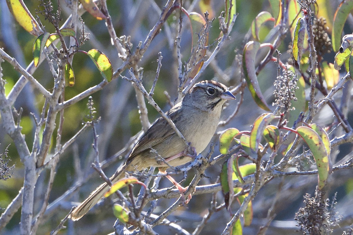 Rufous-crowned Sparrow - ML415235521