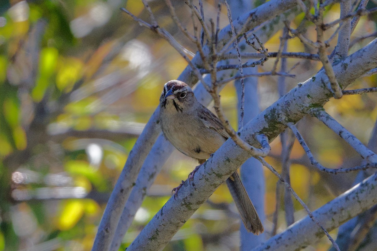 Rufous-crowned Sparrow - ML415235531