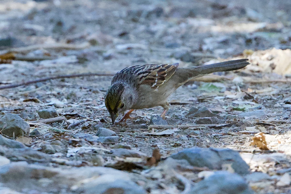 Golden-crowned Sparrow - John Dumlao