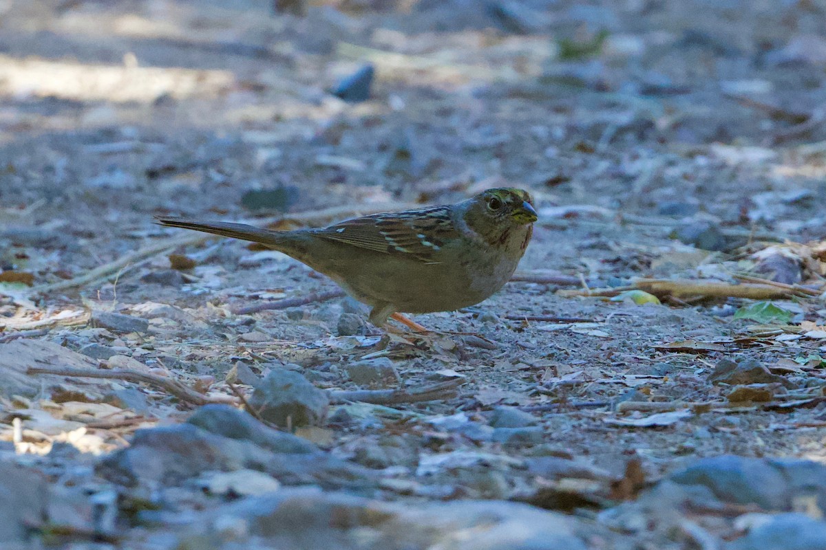 Golden-crowned Sparrow - John Dumlao