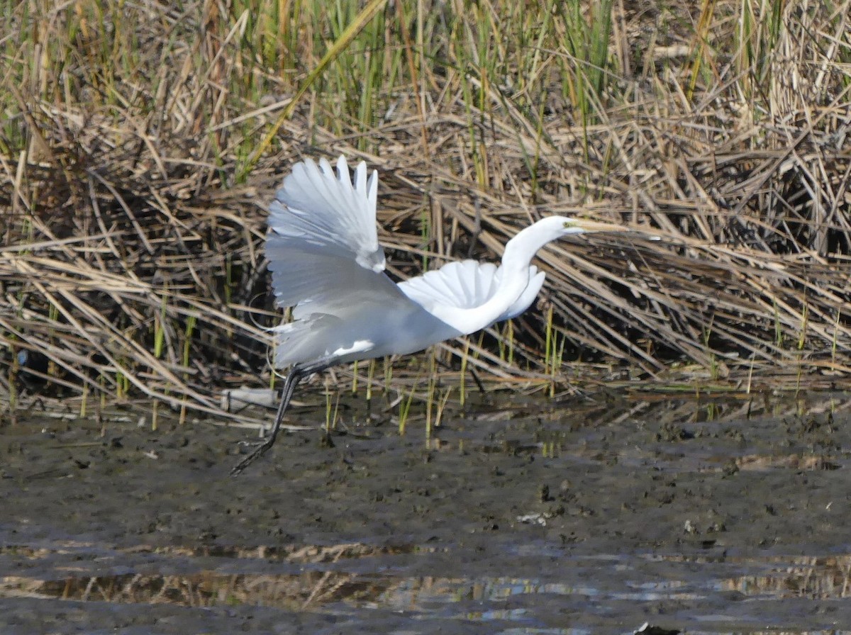 egretthegre - ML415236901