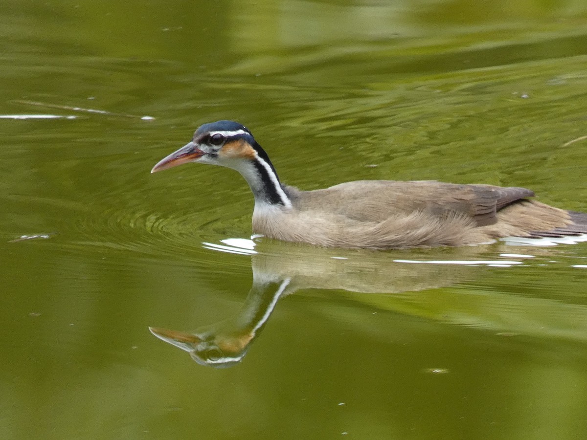 Sungrebe - ML415237261