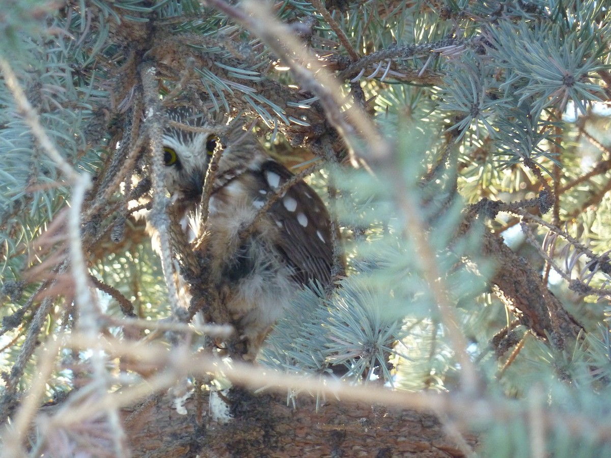 Northern Saw-whet Owl - ML415237791