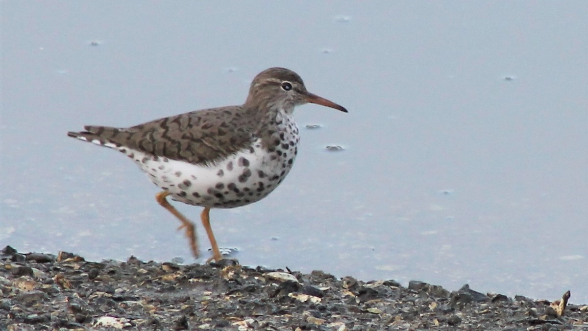 Spotted Sandpiper - ML415238411