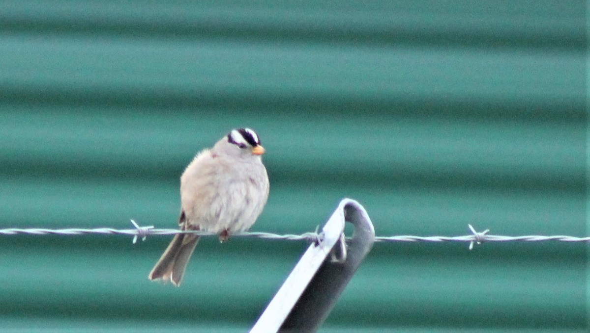 White-crowned Sparrow (pugetensis) - ML415238491