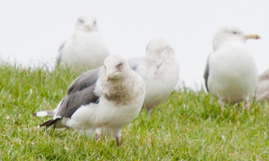 Slaty-backed Gull - ML415239021