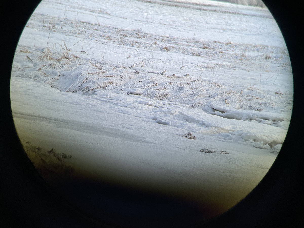Snow Bunting - ML415239031