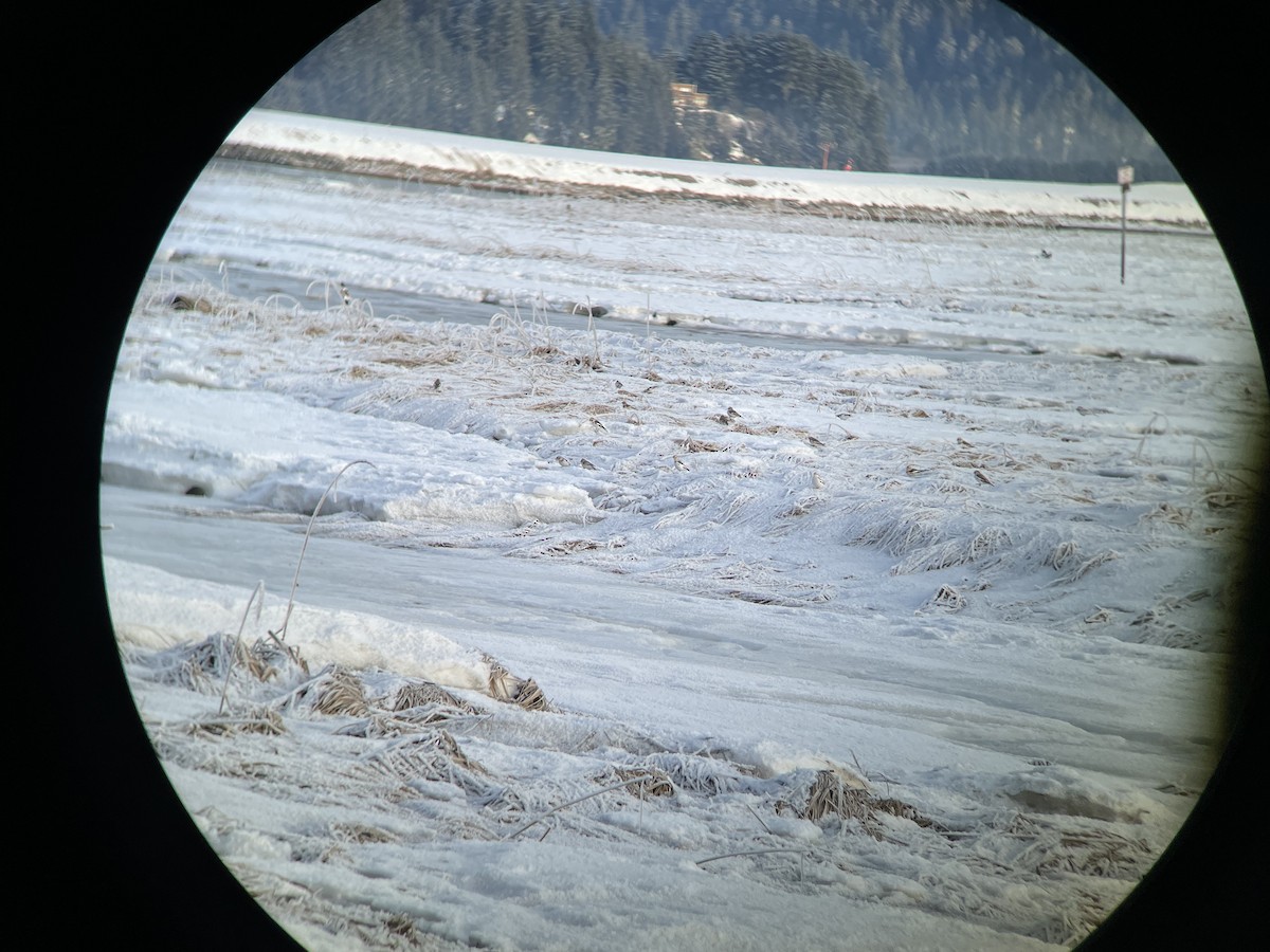 Snow Bunting - ML415239041